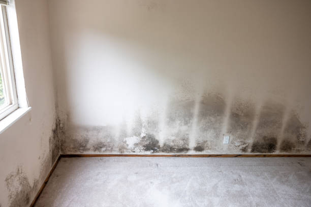 Mold Remediation for Rental Properties