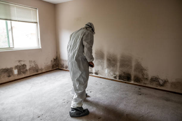 Best Environmental Consulting for Mold Prevention  in Ivey, GA